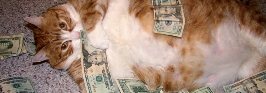 Cat with Money